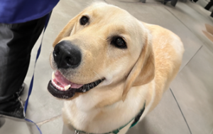 Paws & Play Facility Dog Program Hires New Pup